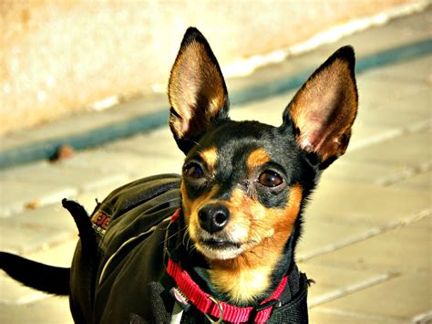 Perro Ratón de praga: características y fotos .